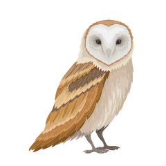 Barn Owl