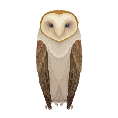 Tawny Owl